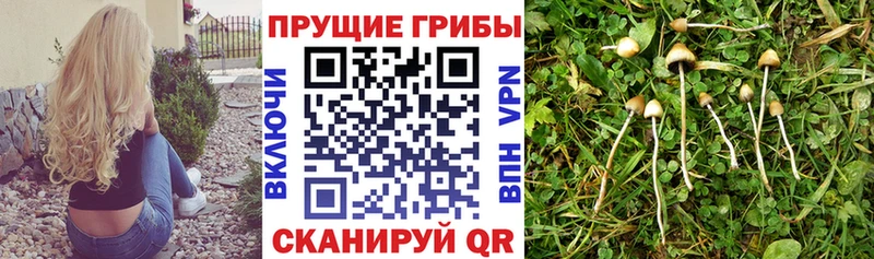 Купить где  Воронеж  Псилоцибиновые грибы Cubensis 